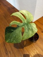 Monstera Jungle Mint Steckling
