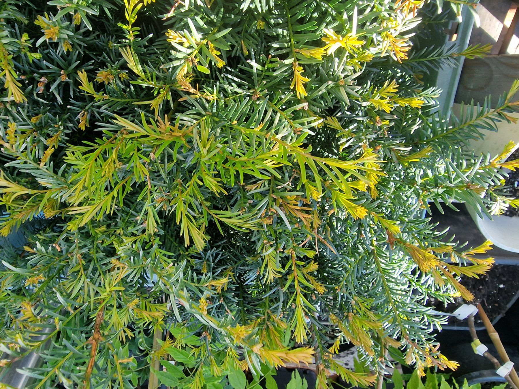 Pflanzen & Samen: Eibe Taxus baccata – Neu (gemäss Beschreibung) aus Uerkheim von Justi.y 8