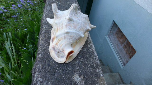 Fossili: Cassis Cornuta. Muschel – Usato da Zürich venduto da inf_gt6t 6
