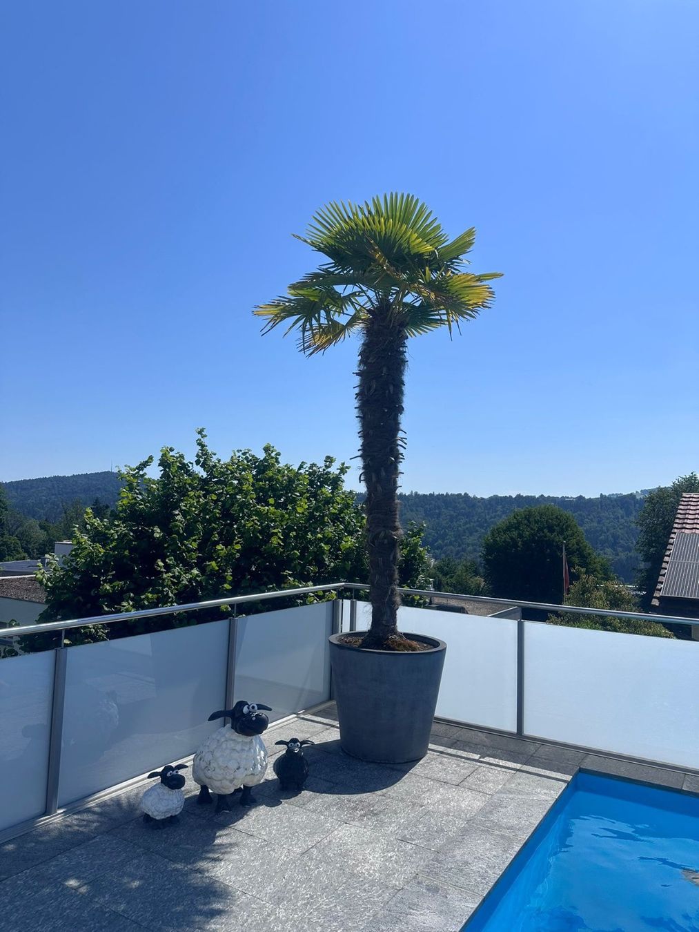 Plantes & graines: Tessiner Palme – D'occasion à Engelburg par ttwasser