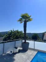 Tessiner Palme
