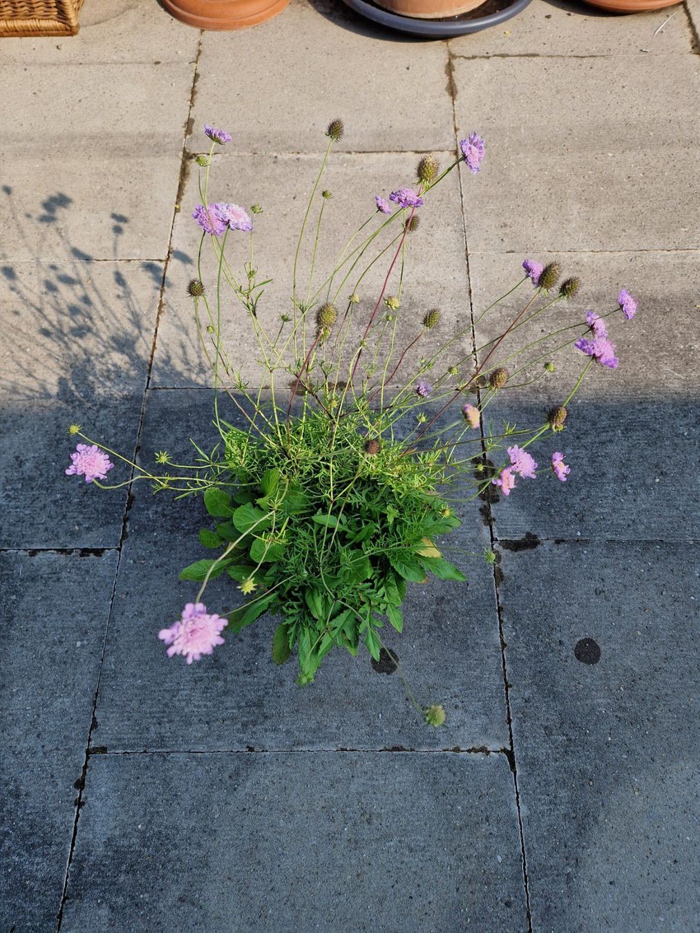 Pflanzen & Samen: Balkon-/Gartenpflanze: Tauben Skabiose – Gebraucht aus Münchenbuchsee von Aare22 4