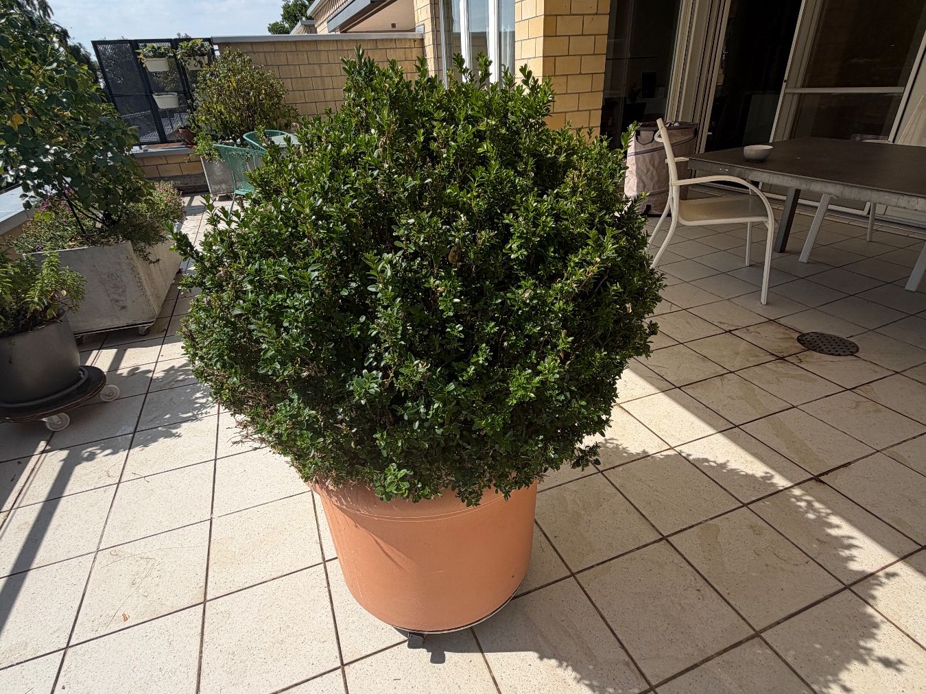 Pflanzen & Samen: Buchsbaum (Buxus) – Gebraucht aus Schaffhausen von Fakelaki 1