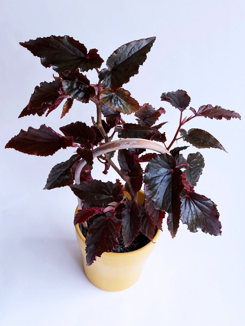 Piante & sementi: Begonia Black Magic***** – Nuovo (secondo la descrizione) da Dübendorf venduto da Orchid18 1