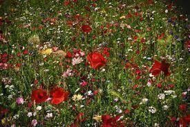 Piante & sementi: Blumenwiese, Wildblumen 100 Samen – Nuovo (secondo la descrizione) da Eschen venduto da Saemereien24