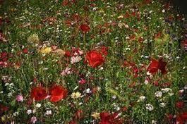 Blumenwiese, Wildblumen 100 Samen