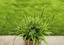 Schmucklilie (Agapanthus) blau – mit vielen Knospen