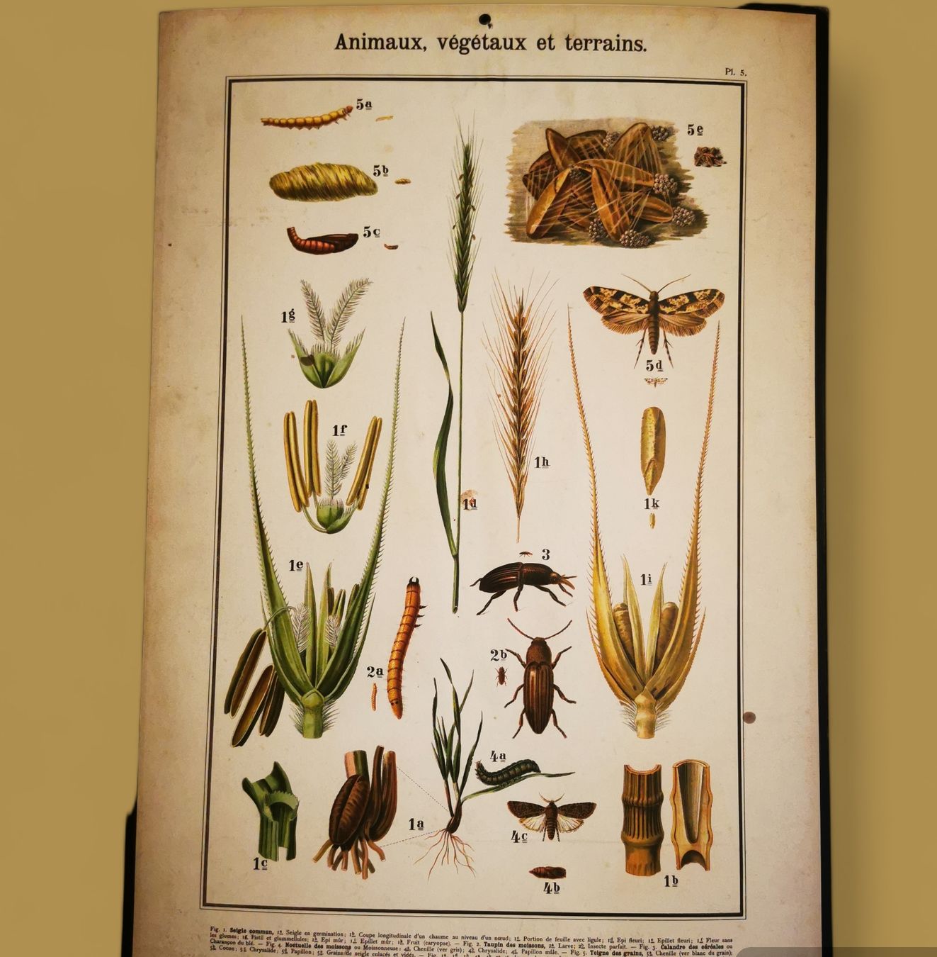 Grafica & Litografie: Planches scolaire Delagrave, Paris – Usato da Martigny venduto da pivert03 1