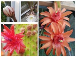 Kaktus Hildewintera hybr. 3 Ableger rot orange weiss