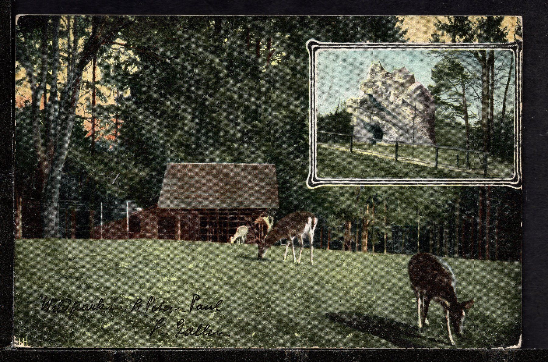 Cartoline postali: St. Gallen  Wildpark Peter u. Paul 1905 – Usato da Aarau venduto da kufi44