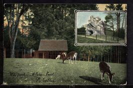 St. Gallen  Wildpark Peter u. Paul 1905