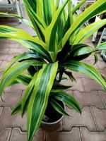 "DRACAENA FRAGRANS MASSANGEANA " : Zierpflanze 50 cm ↕️  "D