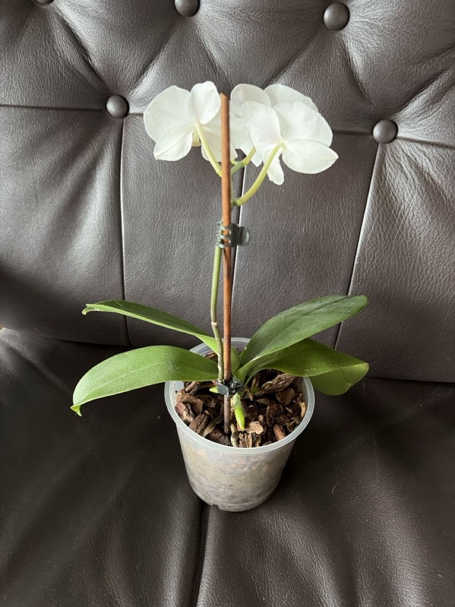 Piante & sementi:  Orchidee- weiss 🪴 – Usato da Opfershofen TG venduto da dan_nxk8 2
