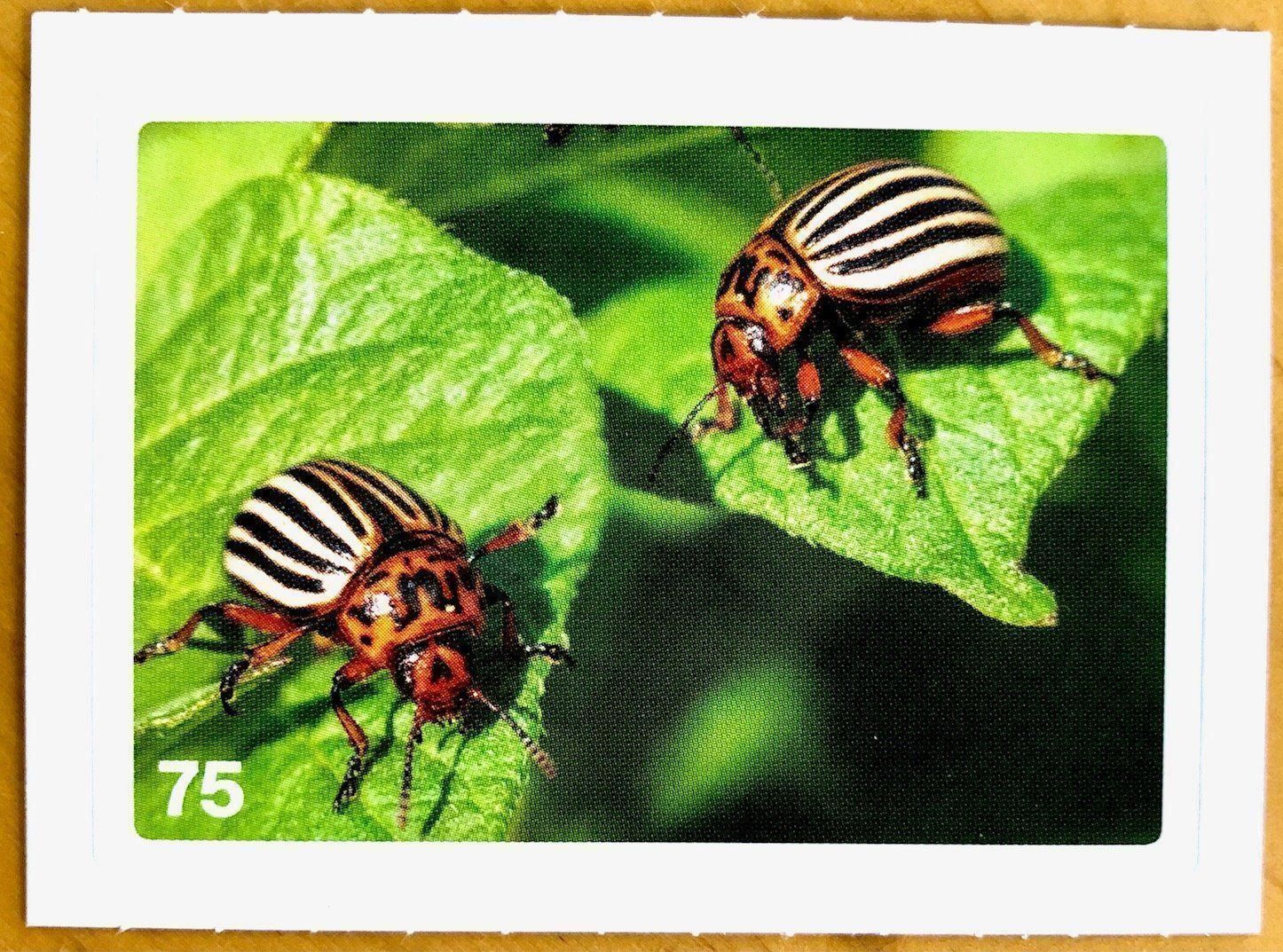 Migros Carte collezionabili: Migros Nature Detectives - Bild Nr. 75 – Nuovo (secondo la descrizione) da Oberrieden venduto da Zimmerberg10