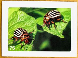 Migros Nature Detectives - Bild Nr. 75