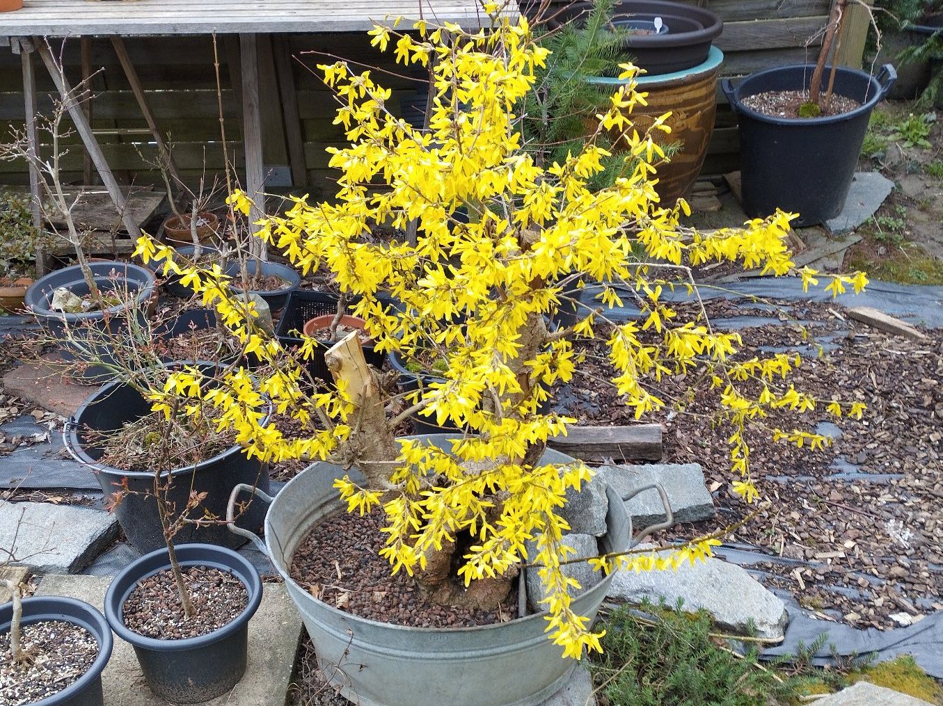 Piante & sementi: Bonsai Rohling Forsythie – Usato da Oberwil BL venduto da suaku 9