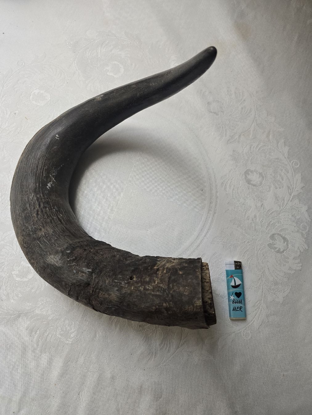 Il mondo degli animali: Animal Horn Natural Material – Usato da Bern venduto da Mr.Garcia300