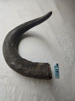 Animal Horn Natural Material