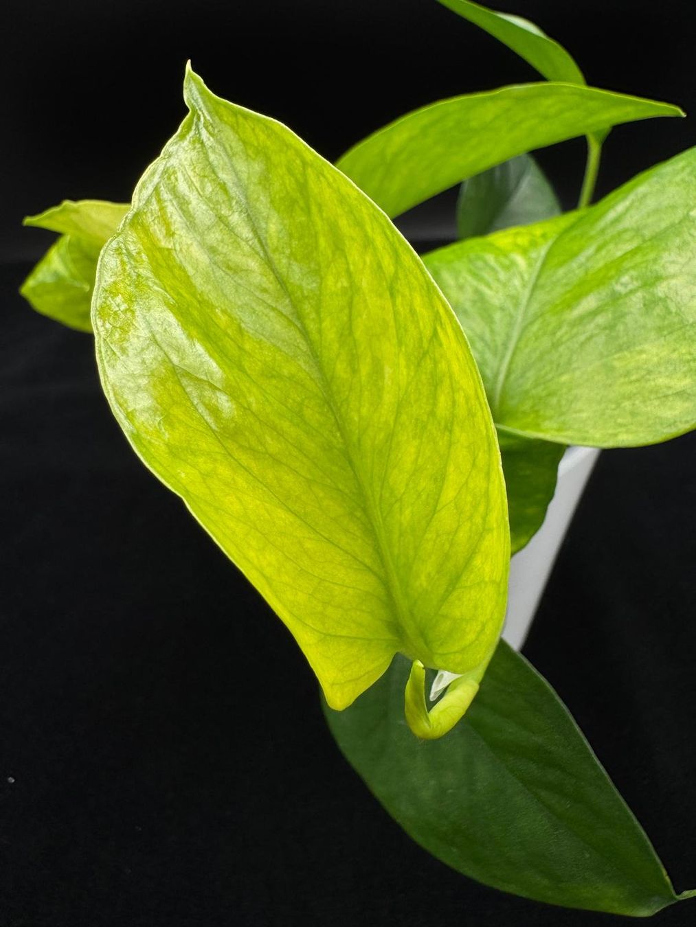 Pflanzen & Samen: Epipremnum aureum 'Jessenia' in Semihydro – Neu (gemäss Beschreibung) aus Bühler von googelibear 2