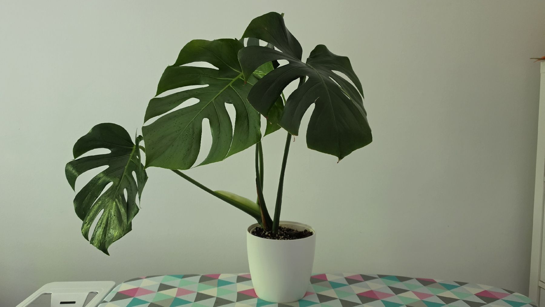 Plantes & graines: Monstera  – D'occasion à Hausen am Albis par M.Kurz