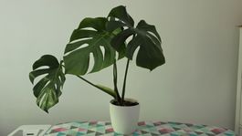 Monstera 