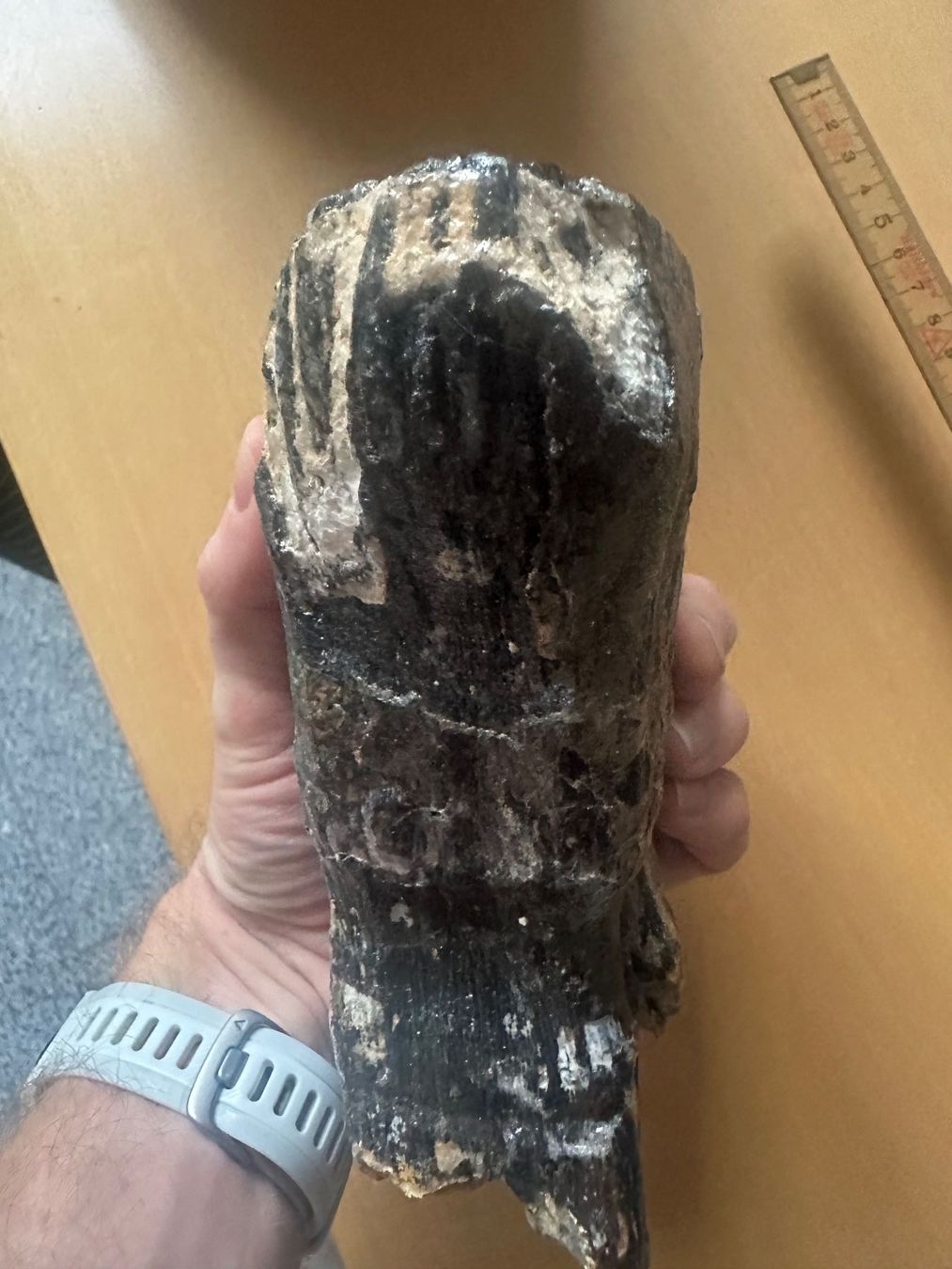 Fossili: Mammutzahn – Usato da Bussnang venduto da Tatzfatz 4