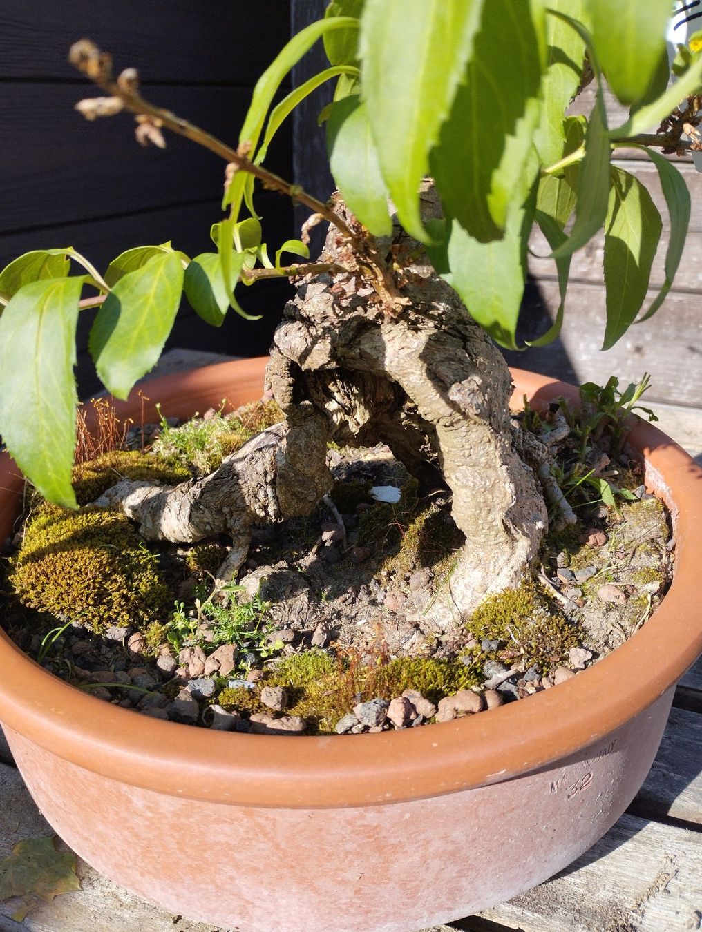 Piante & sementi: Bonsai Rohling Forsythie #2 – Usato da Oberwil BL venduto da suaku 3