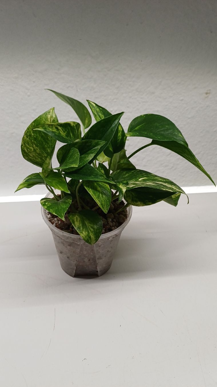 Piante & sementi: Monstera.....and more...Mini Jungle – Usato da Bern venduto da uwi_8t7x 4