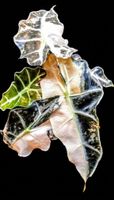 Alocasia Polly Pink Halfmoon / Snowflake – Seltene Mutation
