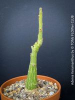 Adenia Keramanthus - seltene skulpturale Caudexpflanze