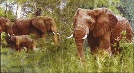 2 Servietten Elefant II