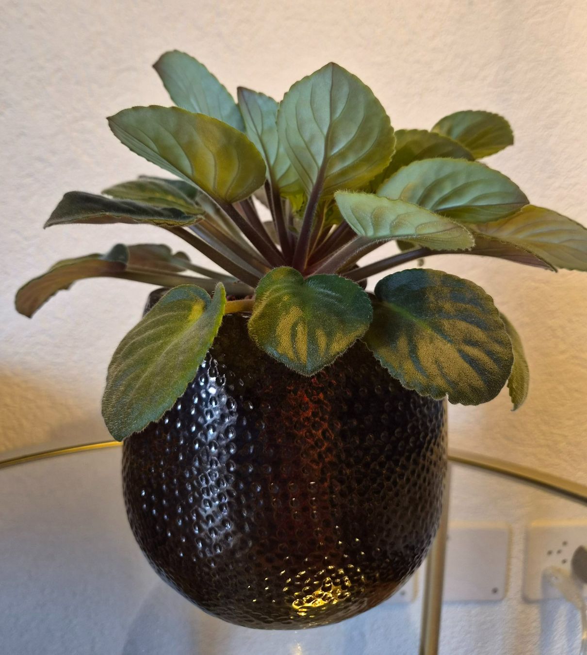 Plantes & graines: Pflanze in Topf – D'occasion à Zurich par vik_x7tq