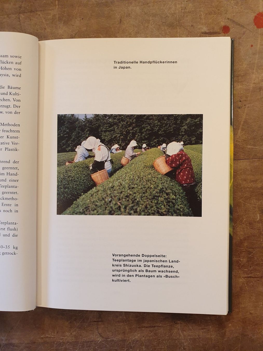 Libri: Der grüne Tee - Peter Oppliger - Midena – Usato da Zürich venduto da loosebone 8