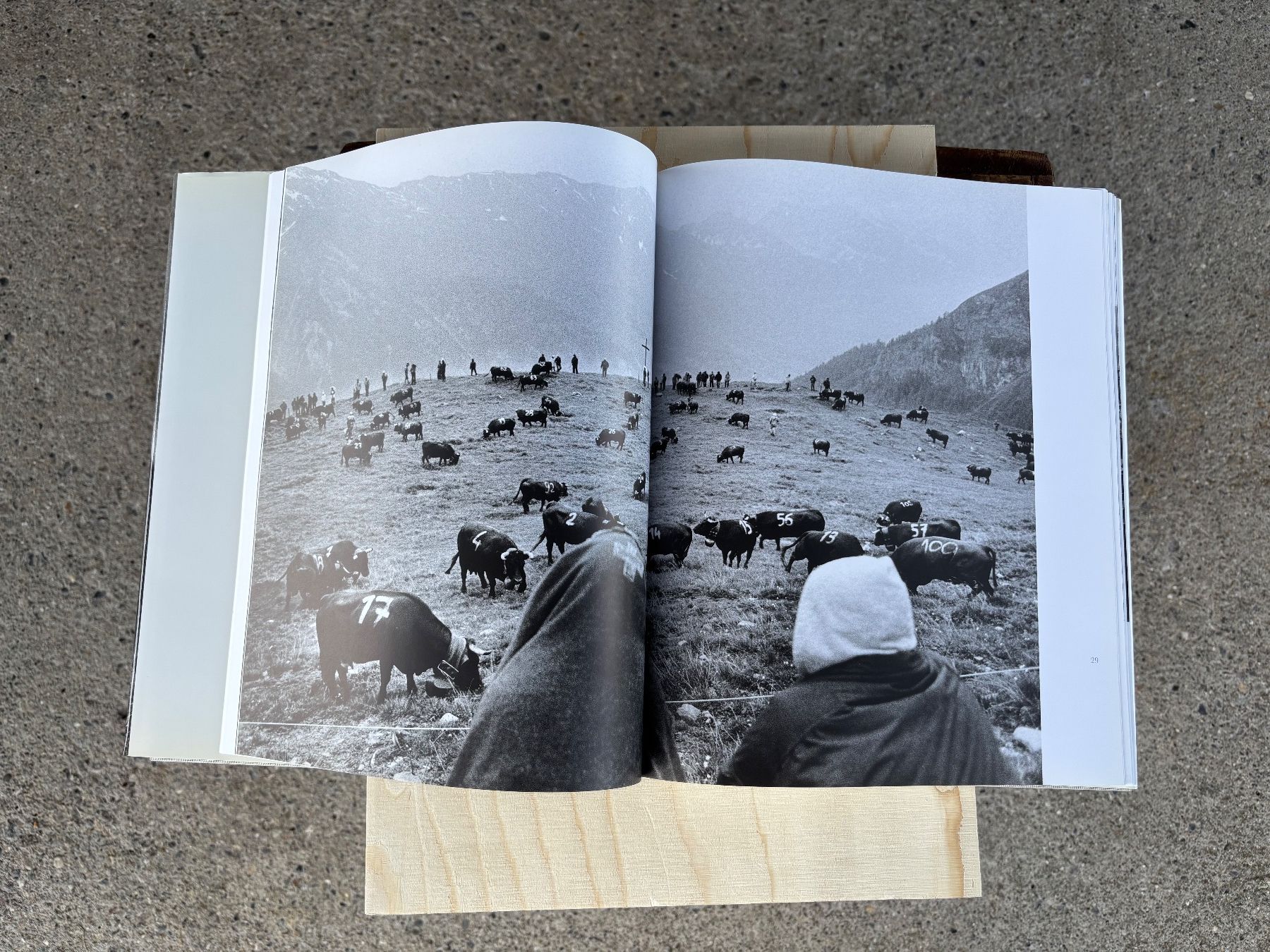 Campanacci mucche: Buch Bauern am Berg – Usato da Feldbach venduto da Fea1 6