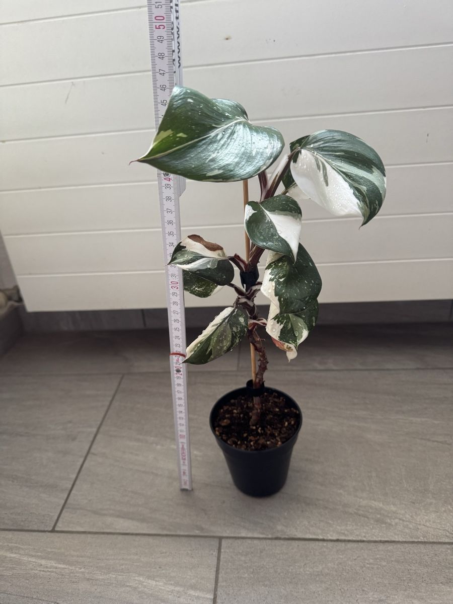 Pflanzen & Samen: Philodendron White Knight – Gebraucht aus Sugiez von fabandy16 1