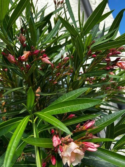 Piante & sementi: Oleander Rot, volle Blüte – Usato da Egliswil venduto da didiflu 3