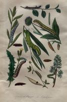 handkolorierter Stahlstich 1843 - Raupen