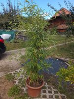 Goldener Peking Bambus - Phyllostachys aureosulcata 'Aureoca