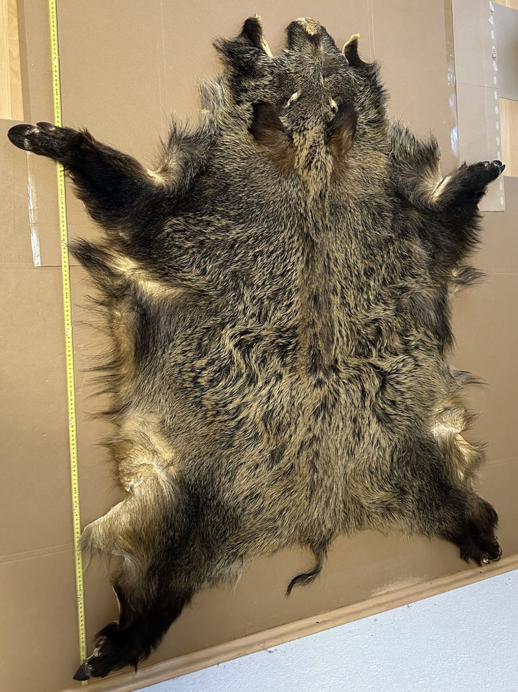 Tutte le decorazioni: Sehr schönes Wildschwein-Fell – Usato da Leibstadt venduto da hjk_2025 1