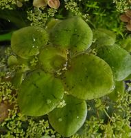 Limnobium laevigatum Schwimmpflanze Aquariumm