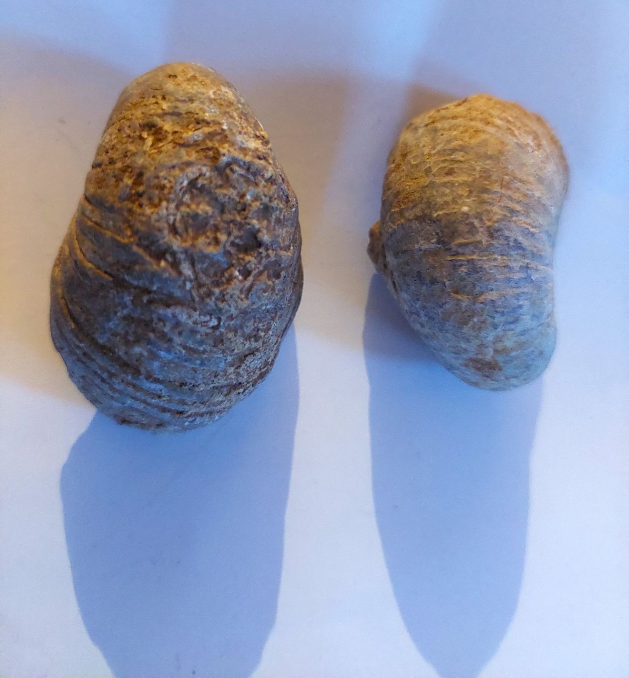 Fossili: Versteinerungen: Austern – Usato da Schaffhausen venduto da Rosenmund 4