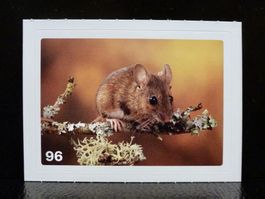 MIGROS MANIA Nature Detectives Nr. 96