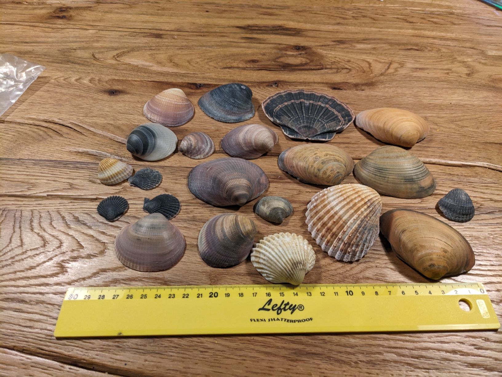 Tutte le decorazioni: Wunderschöne Muscheln, Deko oder Basteln – Usato da Basel venduto da labaffe01 4