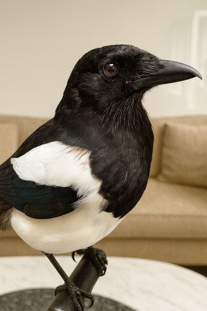Il mondo degli animali: Elster Präparat ausgestopft  – Nuovo e nell'imballaggio originale da Zürich venduto da unique2010 2