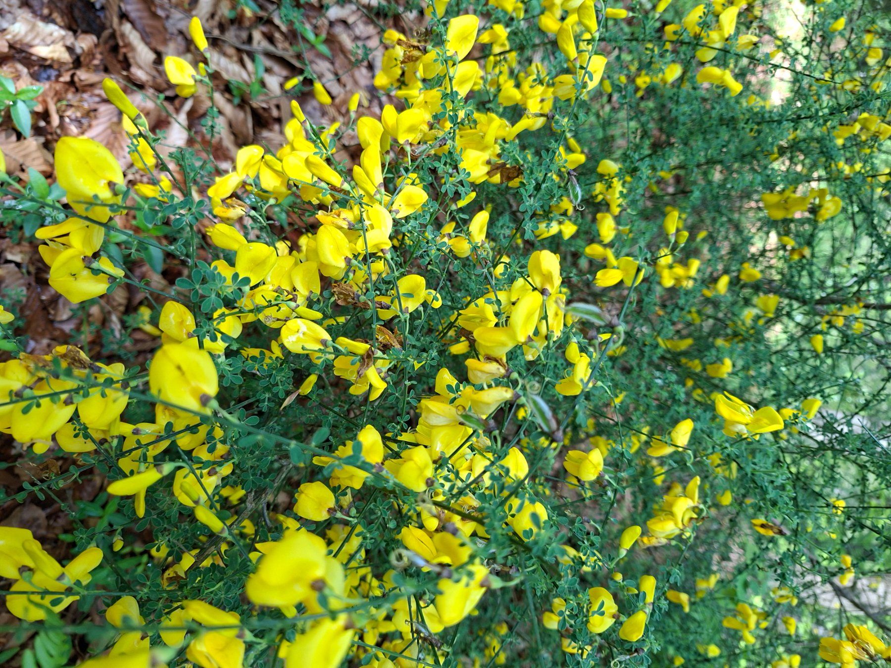 Pflanzen & Samen: Cornetta dondolina 20-30 cm HIPPOCREPIS EMERUS gelb bluhend – Neu und originalverpackt aus Rovio von POSITIFFARTandPLANTS 7