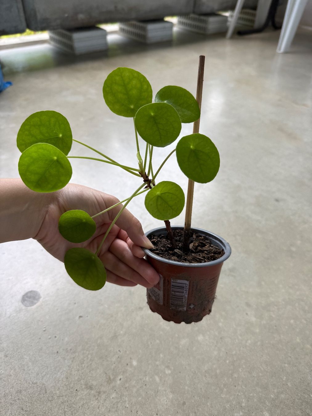 Piante & sementi: Pilea Pflanze – Usato da Bern venduto da Wil.Wayne 1