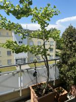 Ginkgo Biloba Baum grofser Topf guter Zustand