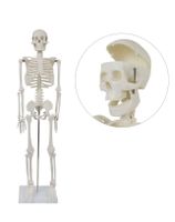 + Menschliches Skelett Knochen Anatomie inkl.Ständer