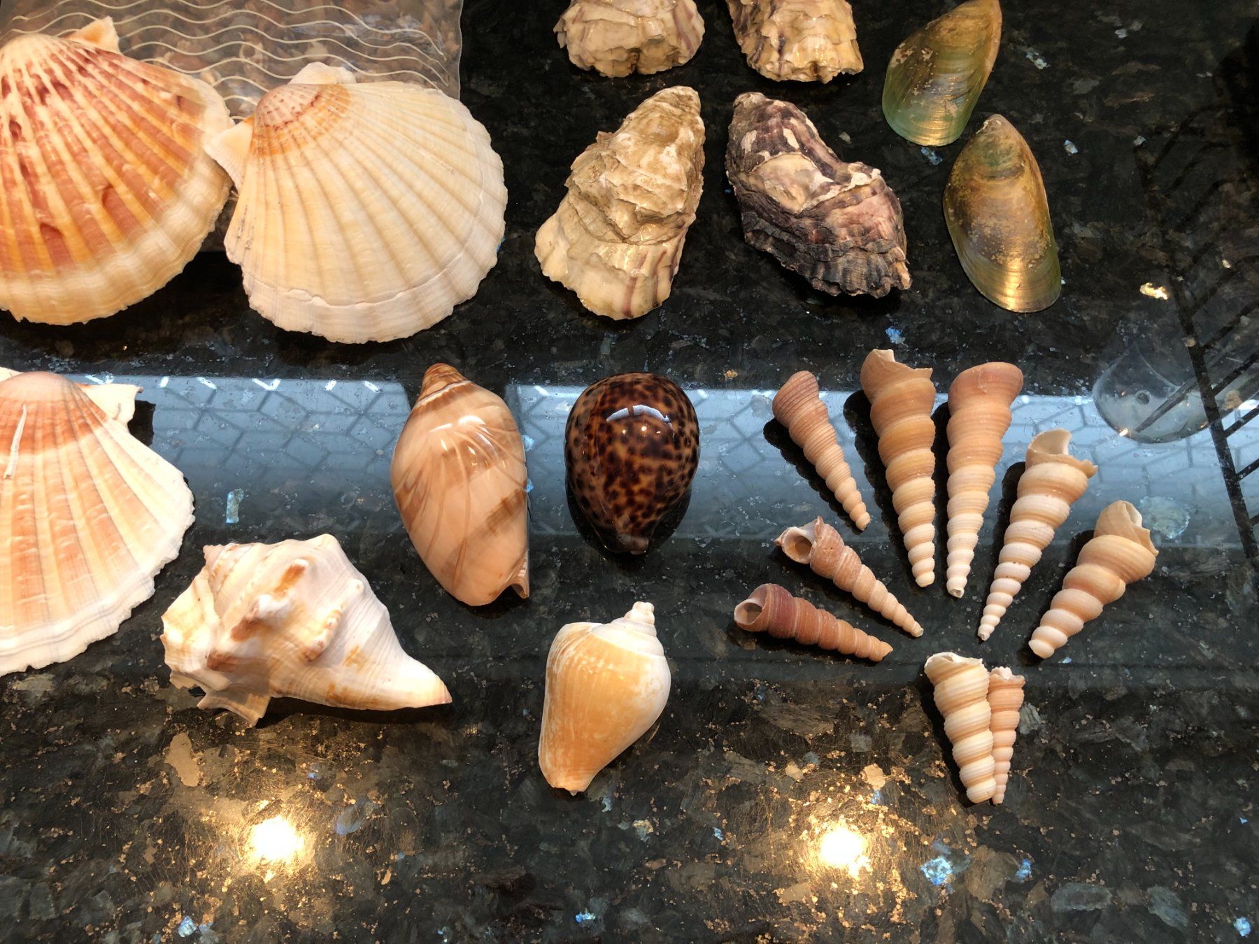 Fossili: Diverse schöne Mscheln – Usato da Rüti ZH venduto da Jasna89 2