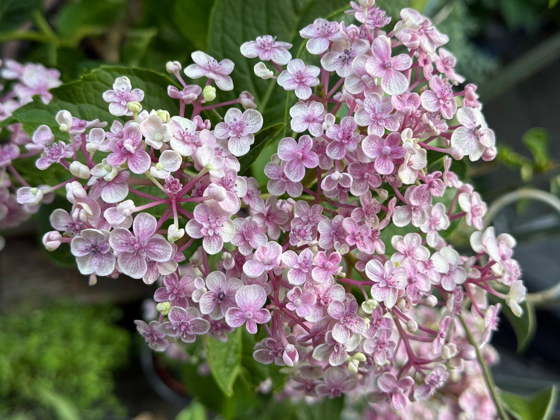 Piante & sementi: Flieder-Hortensie / Hydrangea macrophylla 'Ayesha` – Nuovo (secondo la descrizione) da Dübendorf venduto da Orchid18 1